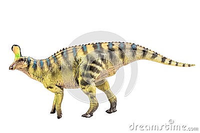 Tsintaosaurus Spinorhinus Dinosaur on white isolate background Clipping path Stock Photo