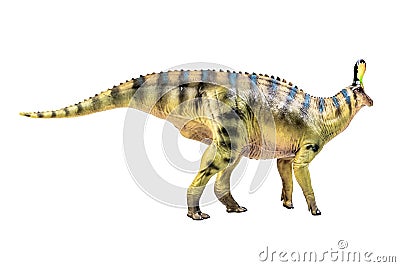 Tsintaosaurus Spinorhinus Dinosaur on white isolate background Clipping path Stock Photo