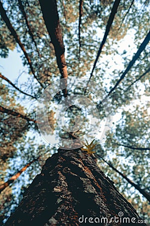 Straight, outstretched forests ,the morning sun penetrated the trees Stock Photo