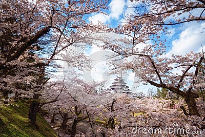 Tsuruga Castle (Aizu castle) surrounded by hundreds of sakura tr Stock Photo