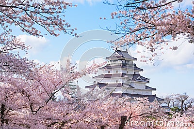 Tsuruga Castle surrounded by hundreds of sakura trees Stock Photo