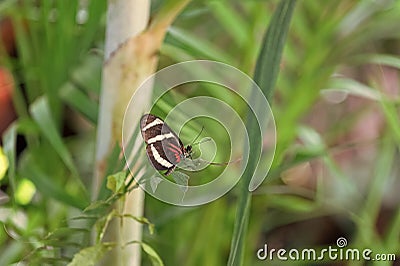 tterfly with black wings. butterfly in nature. butterfly insect closeup. Stock Photo