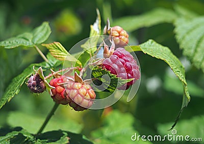 Tthe ripening berries of raspberry Stock Photo