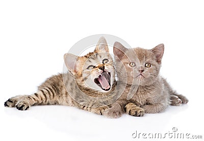 Ttwo funny kittens lying together. on white background Stock Photo