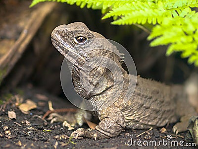 Tuatara native new zealand reptile emerging from burrow Stock Photo