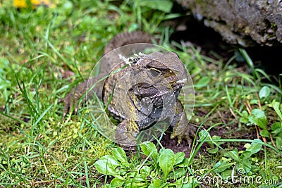 Tuatara, the prehistoric native reptile from New Zealand Stock Photo