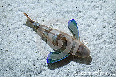 Tub gurnard (Chelidonichthys lucerna). Stock Photo