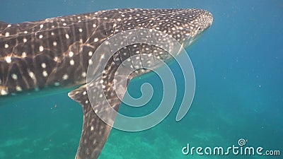 Tubarão de baleia no oceano Tubarão de baleia no oceano