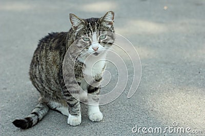Tubby cat with white fur sitting on the ground outside Stock Photo