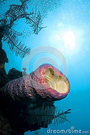 Tube Giant Sponge, Caribbean Sea, Playa Giron, Cuba Stock Photo