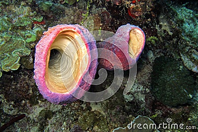 Tube Giant Sponge, Caribbean Sea, Playa Giron, Cuba Stock Photo