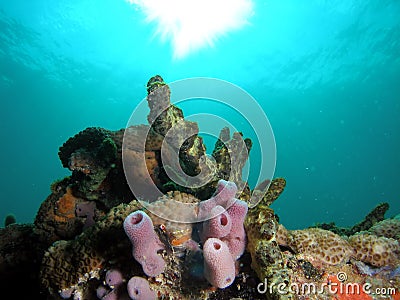 Tube Sponge Stock Photo