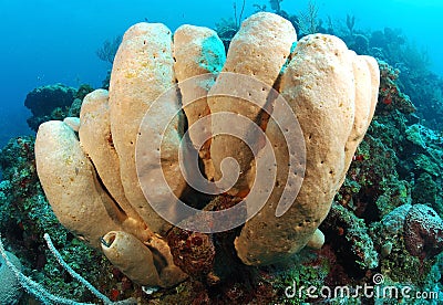 Tube sponge coral Stock Photo