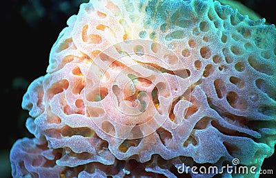 Tube sponge detail Stock Photo