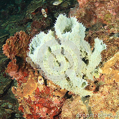 Tube sponge Stock Photo