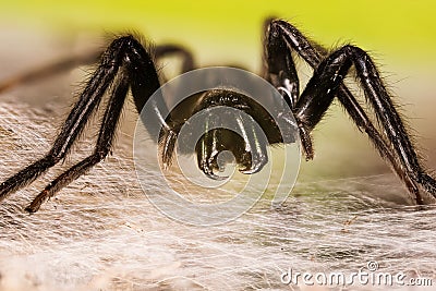 Tube Web Spider, Green-fanged Tube Web Spider, Segestria florentina Stock Photo