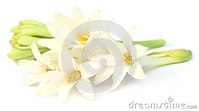 Tuberose or Rajnigandha of Southeast Asia Stock Photo