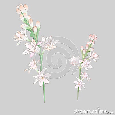 Tuberose Vector Illustration