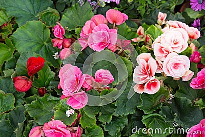 Tuberous begonias Stock Photo