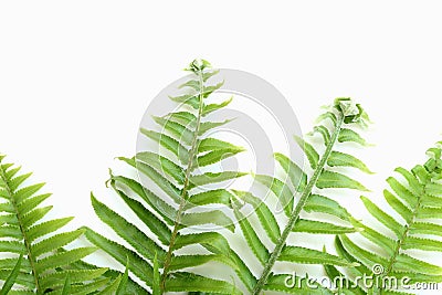 Tuberous Sword Fern Stock Photo