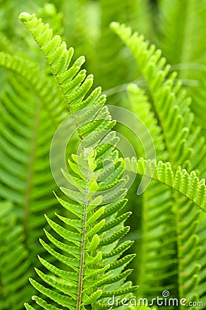 Tuberous sword fern Stock Photo