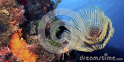 Tubeworm, Cabo Cope Puntas del Calnegre Regional Park, Spain Stock Photo