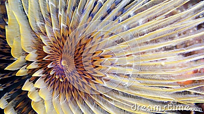 Tubeworm, Cabo Cope Puntas del Calnegre Regional Park, Spain Stock Photo