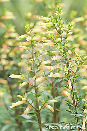 Tubular flower in garden Stock Photo