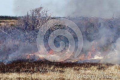 Tubulent grass fire Stock Photo