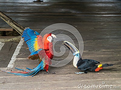 Tucan and parrot Stock Photo