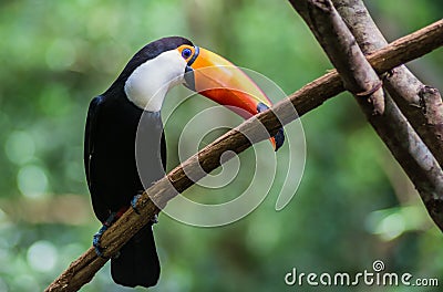 Tucano-toco bird Ramphastos toco close up portrait in the wild Parque das Aves, Brasil - Birds place park in Brasil Stock Photo