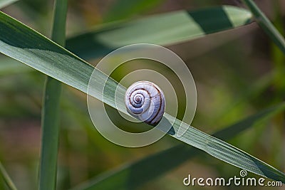 Tucked away in a snail shell on the green leaf Stock Photo