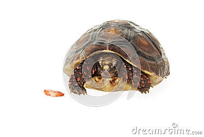 Tucked in Tortoise Stock Photo