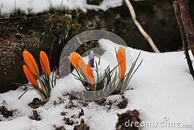 A tuft of crocus growing in frost land. Because spring is here Stock Photo