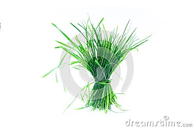 Tuft of grass Stock Photo