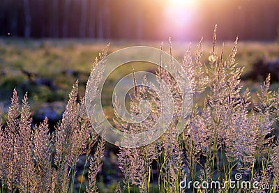 Tuft grass Calamagrostis epigeios on a sunset. Stock Photo