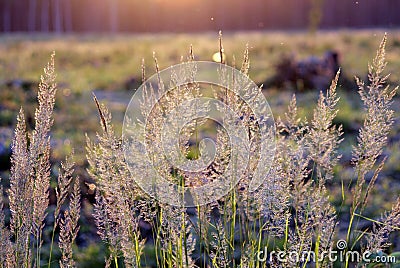 Tuft grass Calamagrostis epigeios on a sunset. Stock Photo