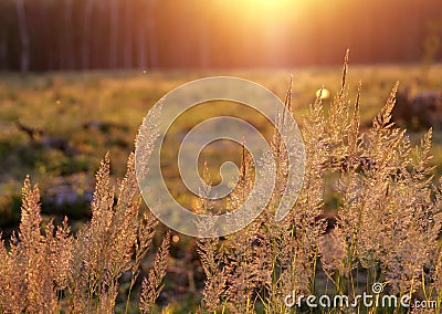 Tuft grass Calamagrostis epigeios on a sunset. Stock Photo