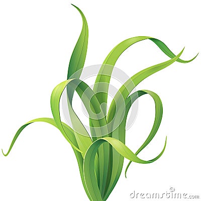 Tuft of grass Vector Illustration