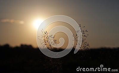 Tuft grass Poa pratensis on a sunset. Stock Photo