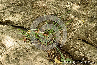 Tuft of grass between stones Stock Photo