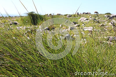 Tuft of Herbs Stock Photo