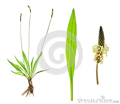 Tuft ribwort Plantago lanceolata on white background. Herb used in alternative medicine Stock Photo