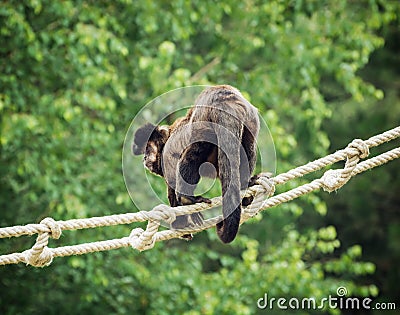 Tufted capuchin (Cebus apella) Stock Photo