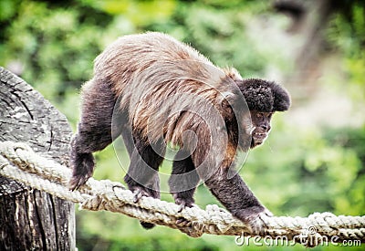 Tufted capuchin (Cebus apella) climbing on rope, animal theme Stock Photo