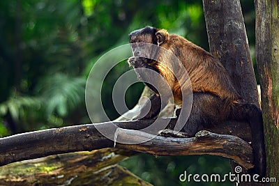 Tufted capuchin monkey Stock Photo