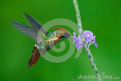 Tufted Coquette, colourful hummingbird with orange crest and collar in the green and violet flower habitat, Stock Photo