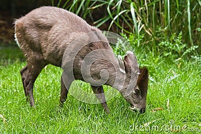 Tufted Deer Stock Photo