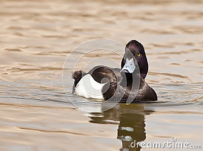 The Tufted Duck Stock Photo