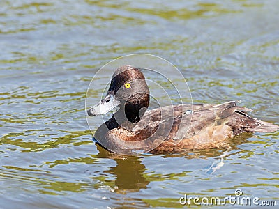 Tufted Duck - Aythya fuligula Stock Photo